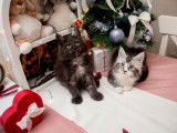 Chatons Maine Coon disponibles