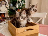 Chatons Maine Coon disponibles