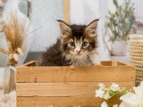 Chatons Maine Coon disponibles