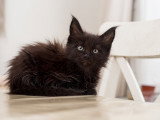 Chatons Maine Coon disponibles
