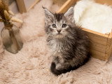 Chatons Maine Coon disponibles