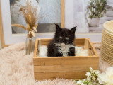 Chatons Maine Coon disponibles