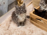 Chatons Maine Coon disponibles