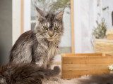 Chatons Maine Coon disponibles