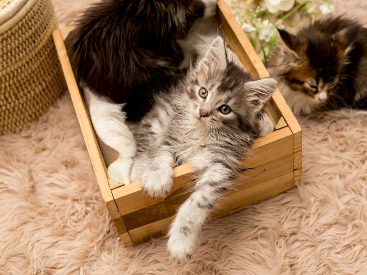 Chatons Maine Coon disponibles