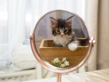 Chatons Maine Coon disponibles