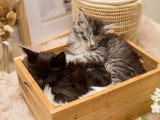 Chatons Maine Coon disponibles