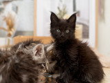 Chatons Maine Coon disponibles