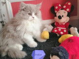 Deux chatons British Longhairs lilas et blanc LOOF à vendre