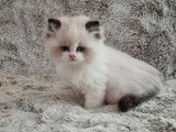 Chaton Ragdoll LOOF à réserver