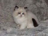Chaton Ragdoll LOOF à réserver