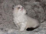 Chaton Ragdoll LOOF à réserver
