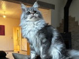 Chatonne Maine Coon bleu silver ticked tabby LOOF disponible &agrave; la vente