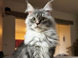 Chatonne Maine Coon bleu silver ticked tabby LOOF disponible &agrave; la vente