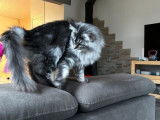 Chatonne Maine Coon bleu silver ticked tabby LOOF disponible &agrave; la vente