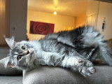 Chatonne Maine Coon bleu silver ticked tabby LOOF disponible &agrave; la vente