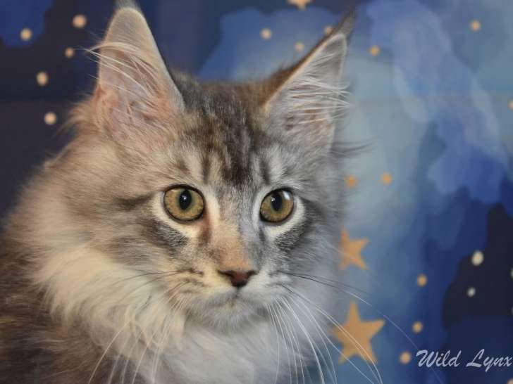 6 chatons Maine Coons LOOF à vendre