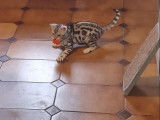 Chaton Bengal LOOF black silver disponible à la vente
