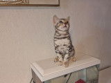 Chaton Bengal LOOF black silver disponible à la vente