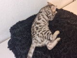 Chaton Bengal LOOF black silver disponible à la vente