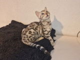 Chaton Bengal LOOF black silver disponible à la vente