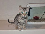 Chaton Bengal LOOF black silver disponible à la vente