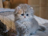 Deux chatons British Longhairs blue shaded LOOF à réserver