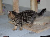 Chatonne British Shorthair LOOF blotched tabby à vendre