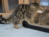 Chatonne British Shorthair LOOF blotched tabby à vendre