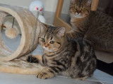 Chatonne British Shorthair LOOF blotched tabby à vendre