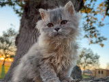 Deux chatonnes Selkirk Rex LOOF à vendre