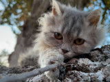 Deux chatonnes Selkirk Rex LOOF à vendre