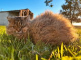 Deux chatonnes Selkirk Rex LOOF à vendre