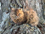 Deux chatonnes Selkirk Rex LOOF à vendre