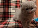 À réserver : une chatonne British Longhair bleu (LOOF)