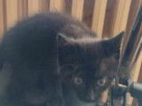 À adopter : chaton femelle noir