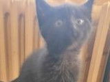 À adopter : chaton femelle noir
