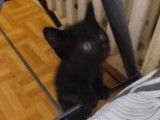 À adopter : chaton femelle noir