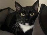 À donner : chatte au pelage noir et blanc