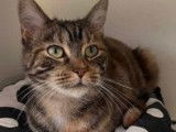 Chatte tigrée prête pour l'adoption