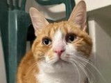 Chat tigré roux à octroyer