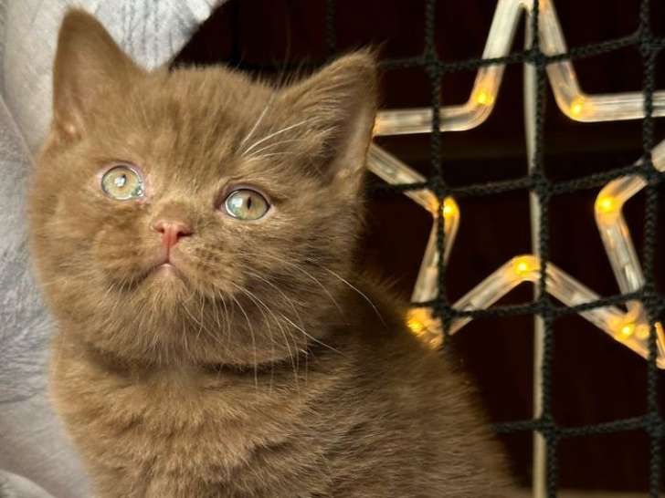 À réserver : un chaton mâle British Shorthair LOOF
