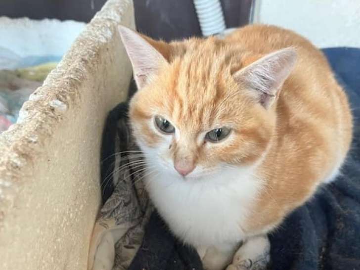 À donner : chaton roux et blanc