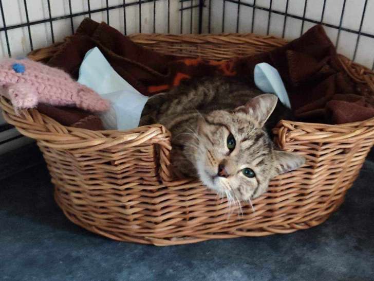 À donner, chat tigré de 5 ans