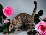 Un chat Bengal LOOF, de mai 2022, disponible pour saillie