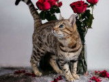 Un chat Bengal LOOF, de mai 2022, disponible pour saillie
