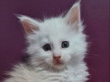 Un chaton Maine Coon LOOF, d’octobre 2023, à réserver