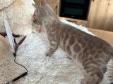 &Agrave; r&eacute;server : un chaton Bengal LOOF d&rsquo;ao&ucirc;t 2023