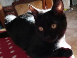À donner : chaton noir