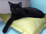 À donner : chaton noir